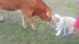 Watch as this curious adorable Shetland poodle mix befriends a young cow during his countryside walk