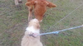 Watch as this curious adorable Shetland poodle mix befriends a young cow during his countryside walk