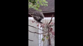 Porcupine almost falls