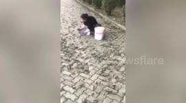 Thousands of crabs climb on road during breeding migration in eastern China