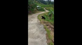 Bear spotted in Indonesian rice fields