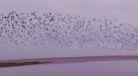 Spectacular knot murmurations spotted over marshes in Norfolk, UK