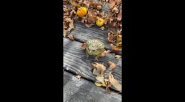 Cute frog fall