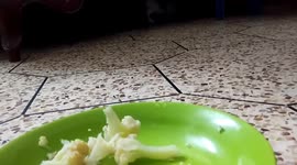 Does cat eat cooked cauliflower? (Part 3)