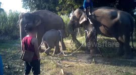 Horrific footage shows baby elephants being 'broken' to work in Thai tourism industry