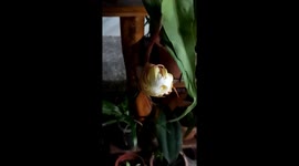 Bakawali midnight flowering