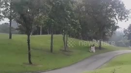 Elephants walk through golf course in Thailand