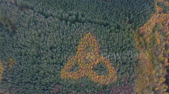 Rare Celtic Trinity Knot in trees in Sligo, Ireland