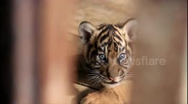 #asmr sound of a Sumatran Tiger who reacted see people from far