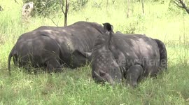 It’s hot!  Young male Rhinos in the shade, covered in biting flies