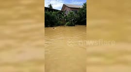 Stranded dog swims to rescuers during flood in Thailand