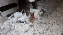 Four Twins Breastfeeding Live On My Room