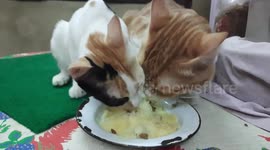 Kittens Food Contest On Mashed Potato