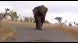 Elephant charges down the road at us