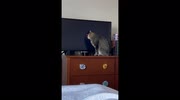 temp