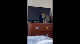 Stuck on paws: Cat left entranced by Netflix's loading screen