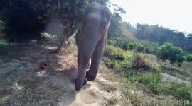 Tourist calmly walks while being followed by Indian elephant in Thailand