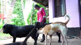 Woman in India feeds over 600 dogs despite losing her job during coronavirus lockdown