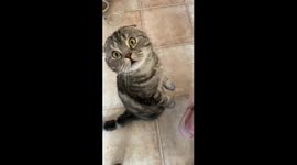 Cat breed Scottish Fold cute asks for food from the hostess