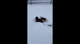 Sweet Dog makes Snow Angels