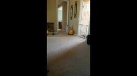 Cute Kid Falling Over Toy And Still Loving The Fun