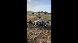 Horse Settling Into Temporary Pasture After Evacuation Due To The Wildfires In Colorado And Getting To Know New Dog