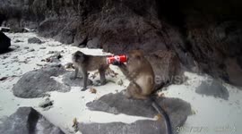 A monkey drinks a canned cola on an island in Thailand
