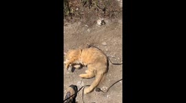 Cat Stops, Drops, and Rolls Midhike