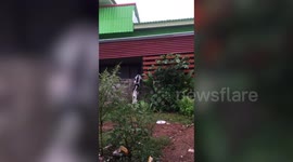 Hilarious moment pet dog stops its friend from climbing concrete wall... and jumps to the top first