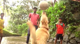 Young labrador Caesar shows off impressive volleyball skills in Kerala