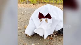 A spoiled pet Tortoise known for her fancy dress outfits dons a spooky ghost outfit just in time for Halloween