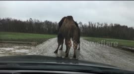 Camel sits on car bonnet at safari park leaving a massive dent