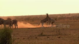 Male zebras put on spectacular display during dominance battle in South Africa
