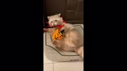 temp