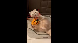 Halloween Raccoon