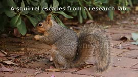 Squirrelzilla Covid virus movie