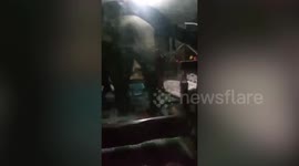Three hungry elephants raid family's home in search of food in Thailand