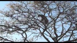 The great escape! African Wild dogs tree a male Leopard so he urinates on them in Kruger park