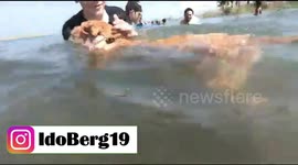 3 months old LABRADOR