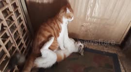 One Year Old Mailo On Top Fight Vs Mummy Cat