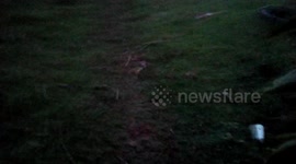 Rain flies come out of their shelter