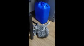 Cat Shows Off Its Flexibility Skill!