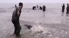 Chinese fishermen release over a dozen finless porpoises stranded in fishing net