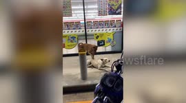 Adorable moment stray dog scratches his friend's back in Thailand