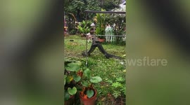 Monitor lizards go full MMA with fight in woman's back garden