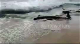 100 Pilot whales Beached in Srilankan Coast Panadura,Rescuers race to save biggest stranding