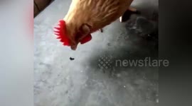 Hen spotted eating screws in northern China