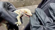 temp