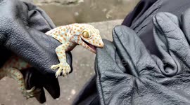 Aggressive Tokay Gecko Caught Inside Police Station
