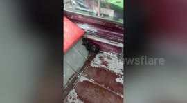 Puppy rescued after being abandoned during typhoon in the Philippines